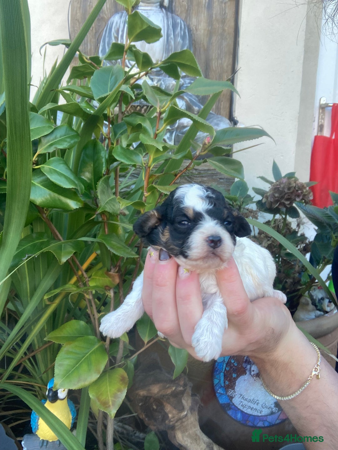 Cavapoo dogs for sale: Toy cavapoo WAITING LIST - Advert 4