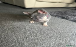 French Bulldog dogs for sale: *READY TO LEAVE* stunning lilac/tan girl frenchie - Image 31