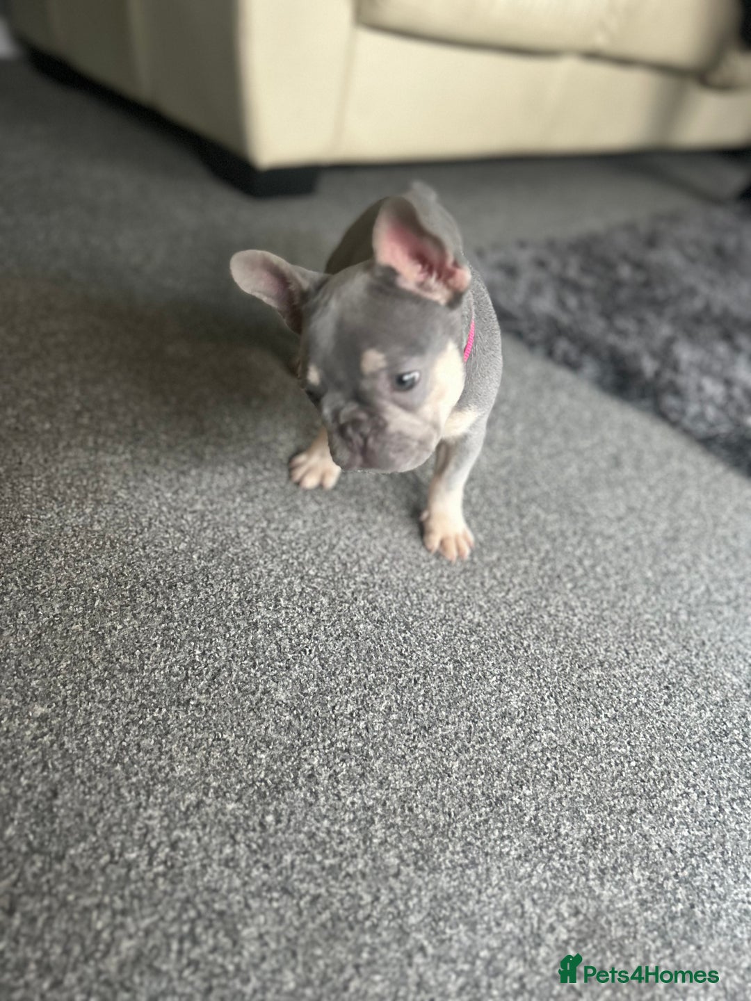 French Bulldog dogs for sale: *READY TO LEAVE* stunning lilac/tan girl frenchie - Image 31