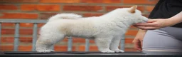 Japanese Shiba Inu dogs for sale: Top quality Japanese shiba inu puppies  - Advert 11