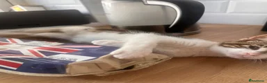 American Shorthair 1