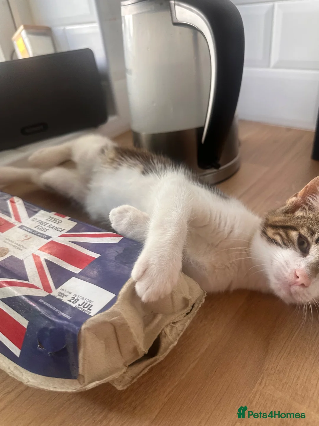 American Shorthair cats for sale: Kittens for sale  in Malpas - Advert 2