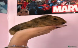 Guinea Pig rodents for sale: baby guinea pigs  - Image 10