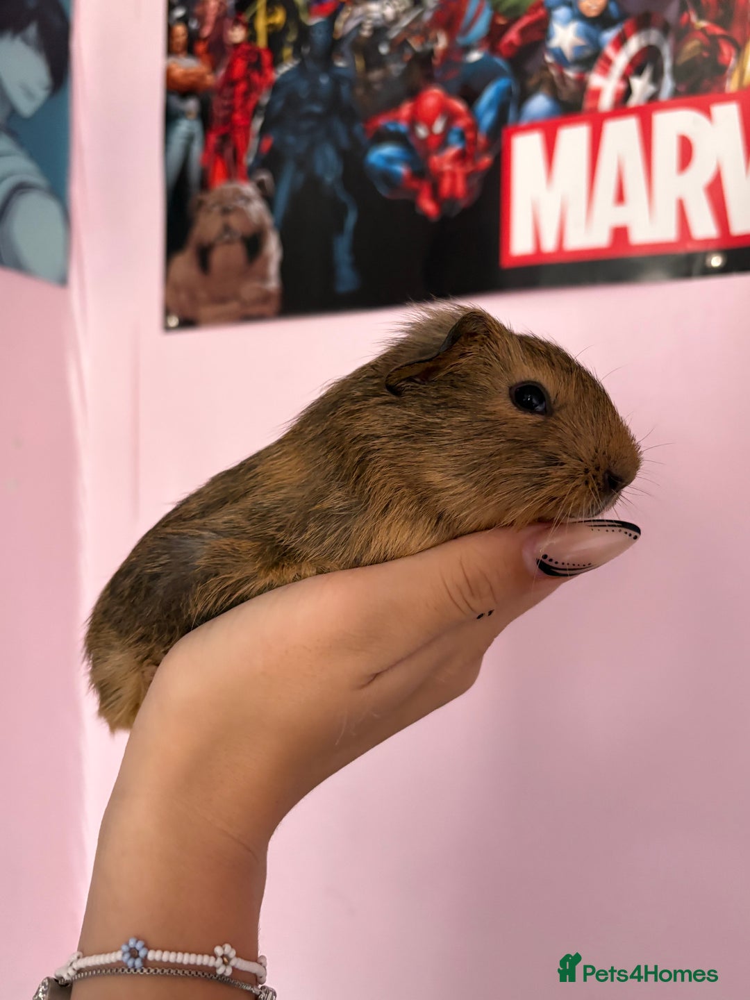 Guinea Pig rodents for sale: baby guinea pigs  - Image 10