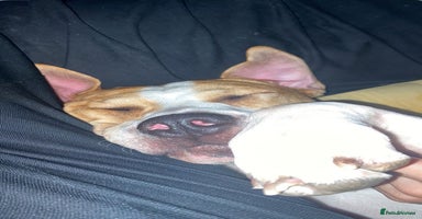 Mixed Breed dogs - Advert 7