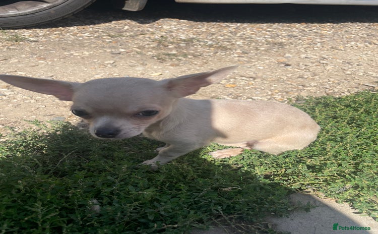 Chihuahua dogs - Advert 4