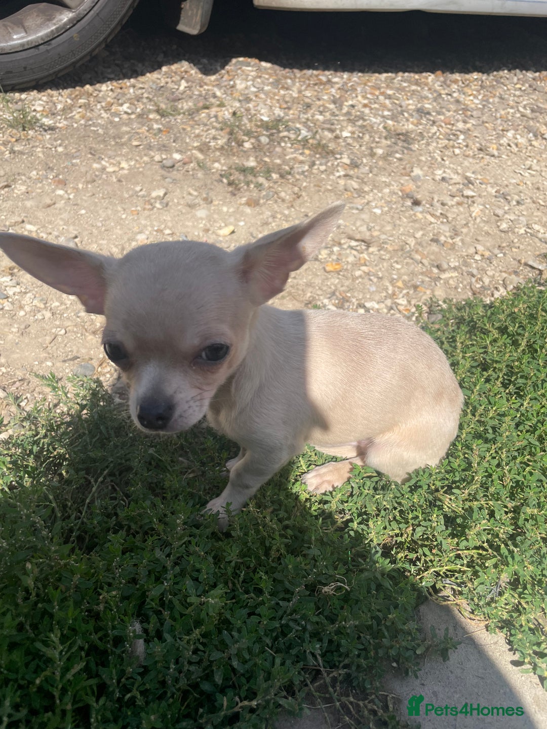 Chihuahua dogs for sale: Stunning pedigree Merle chihuahua pups  - Image 1