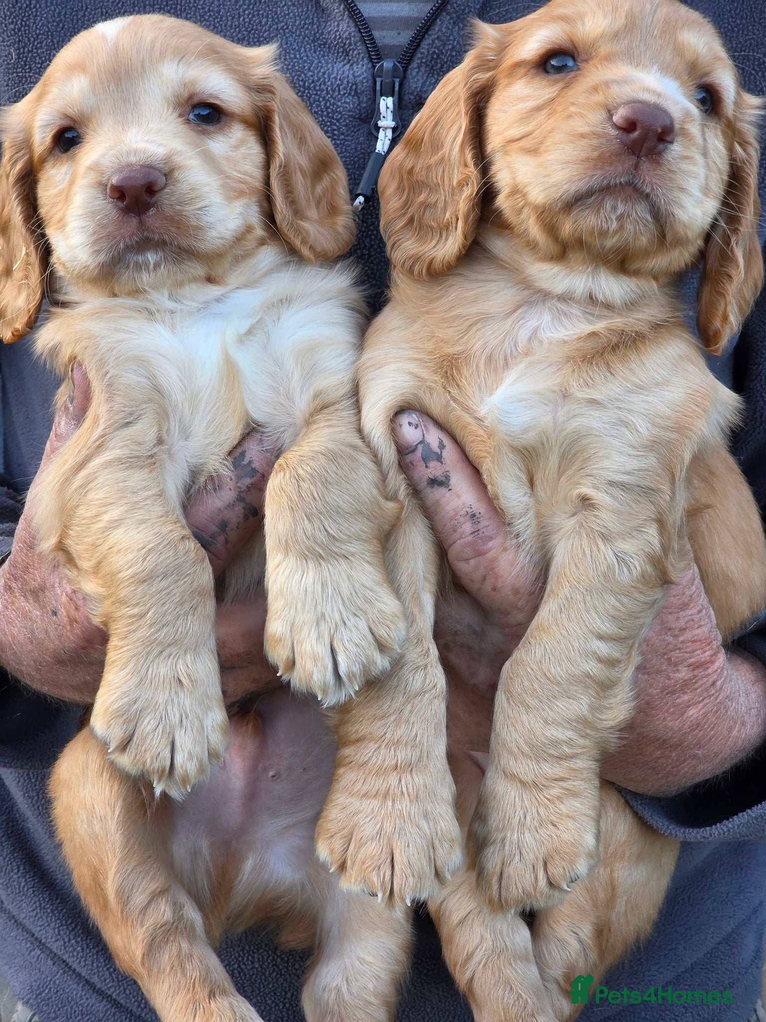 Cocker Spaniel dogs Beautiful Cocker Spaniel puppies - Advert 2