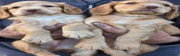 Cocker Spaniel dogs for sale: Beautiful Cocker Spaniel puppies - Advert 2