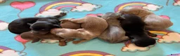 Miniature Dachshund dogs for sale: Exceptional Champion CK ML Dachshund Puppies  - Advert 6