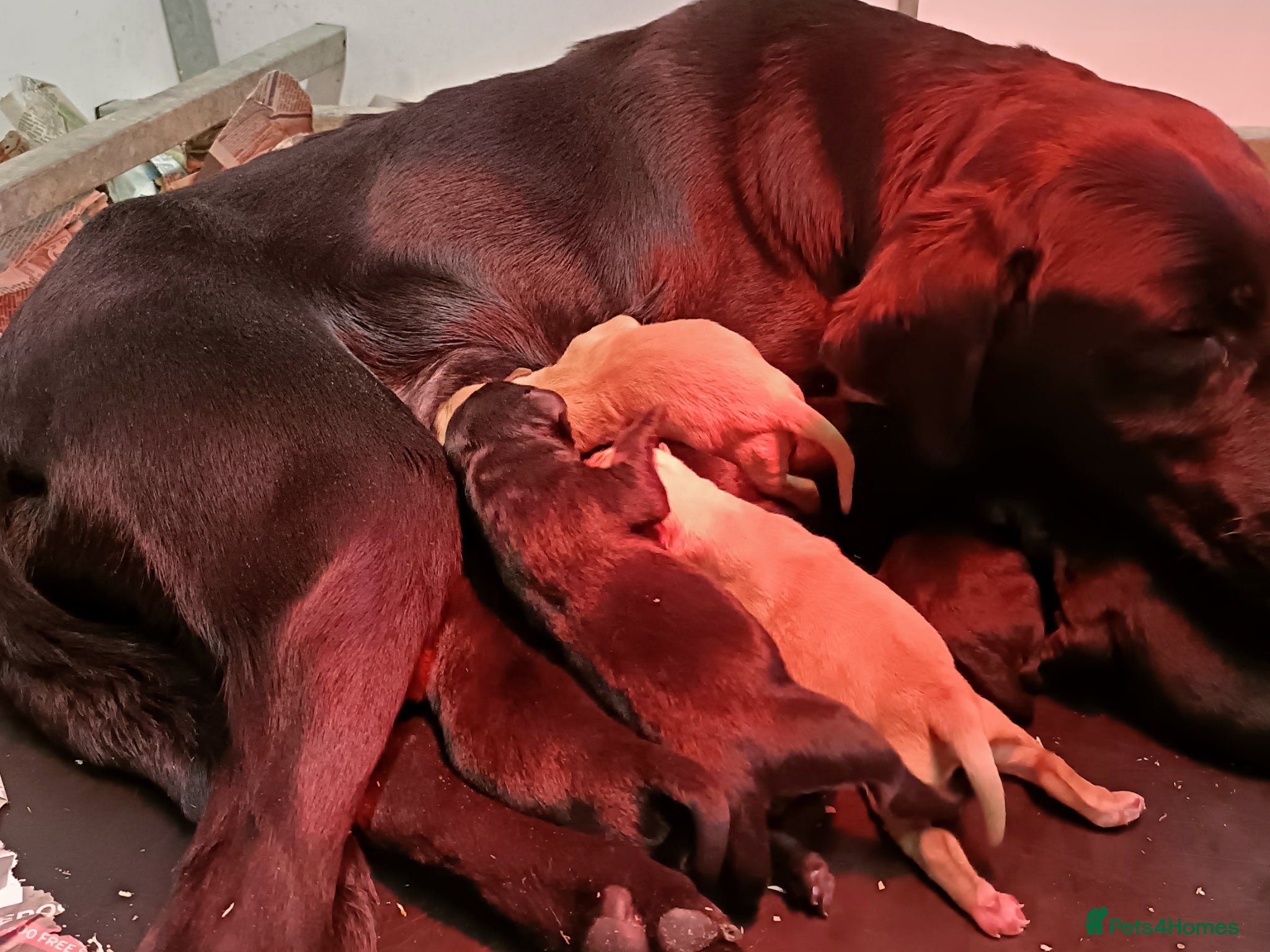 Labrador Retriever dogs Health tested Labrador pups - Advert 2