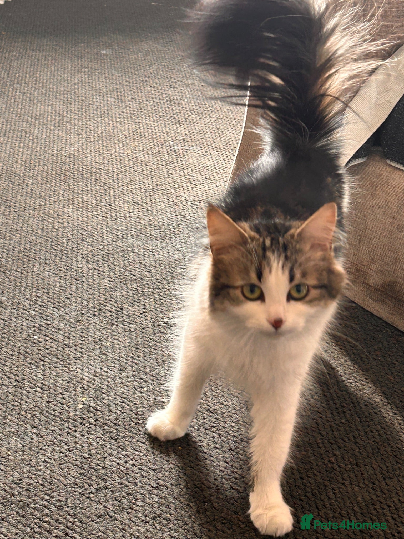 Mixed Breed cats 4 year old cat - Advert 1