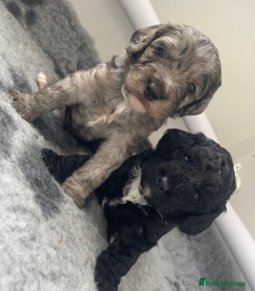 Cockapoo dogs for sale: F1b Cockapoos - Image 7
