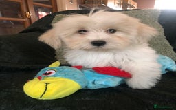 Mixed Breed dogs for sale: shihtzu x toy poodle puppies for sale - Image 3