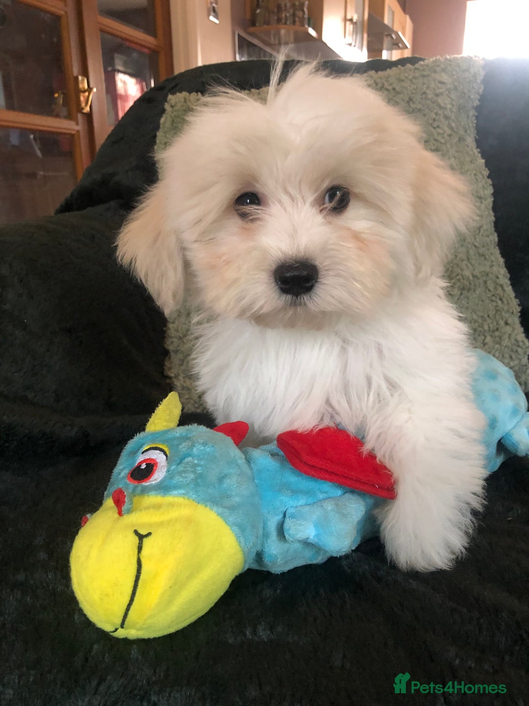 Mixed Breed dogs for sale: shihtzu x toy poodle puppies for sale - Image 3