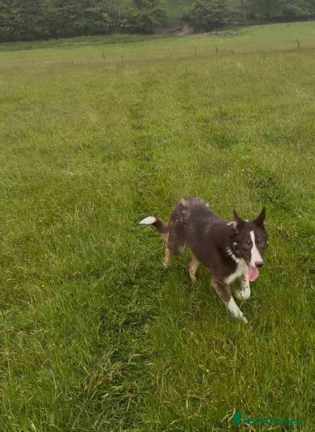 Border Collie dogs for sale: Handsome & Happy Young Collie - Advert 2