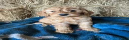 Cockapoo dogs for sale: Beautiful cockapoo puppies - Advert 5