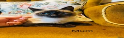 Mixed Breed cats for sale: *READY NOW* 3 Beautiful Black Kittens  - Advert 37