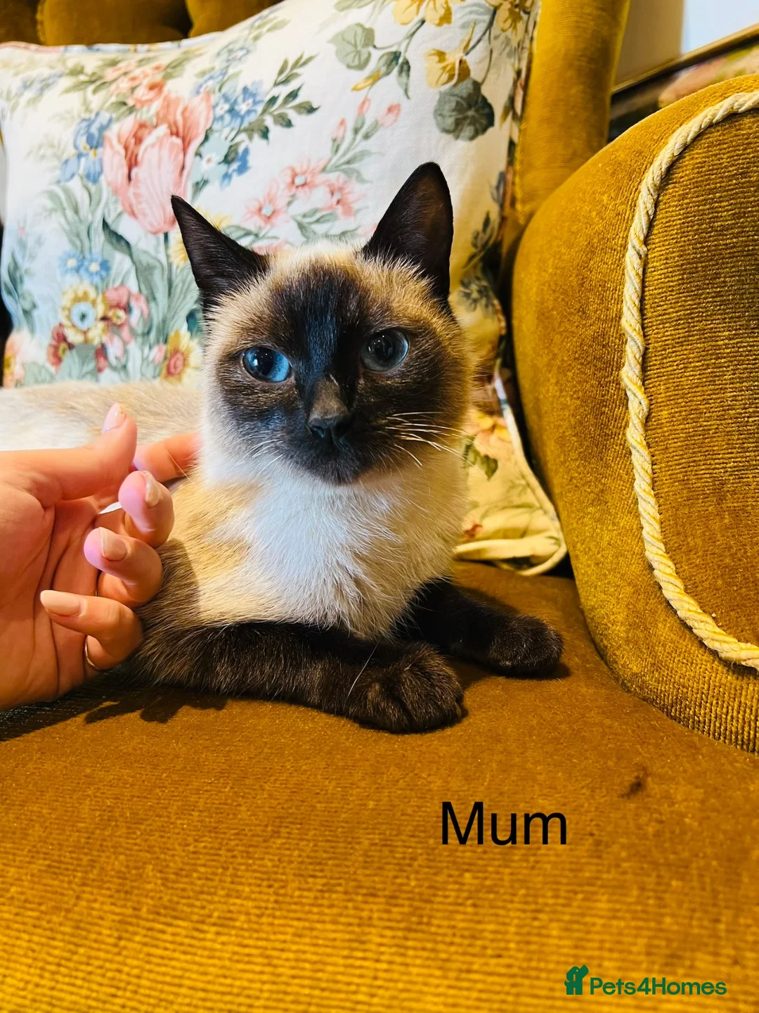 Mixed Breed cats for sale: *READY NOW* 3 Beautiful Black Kittens  - Advert 37