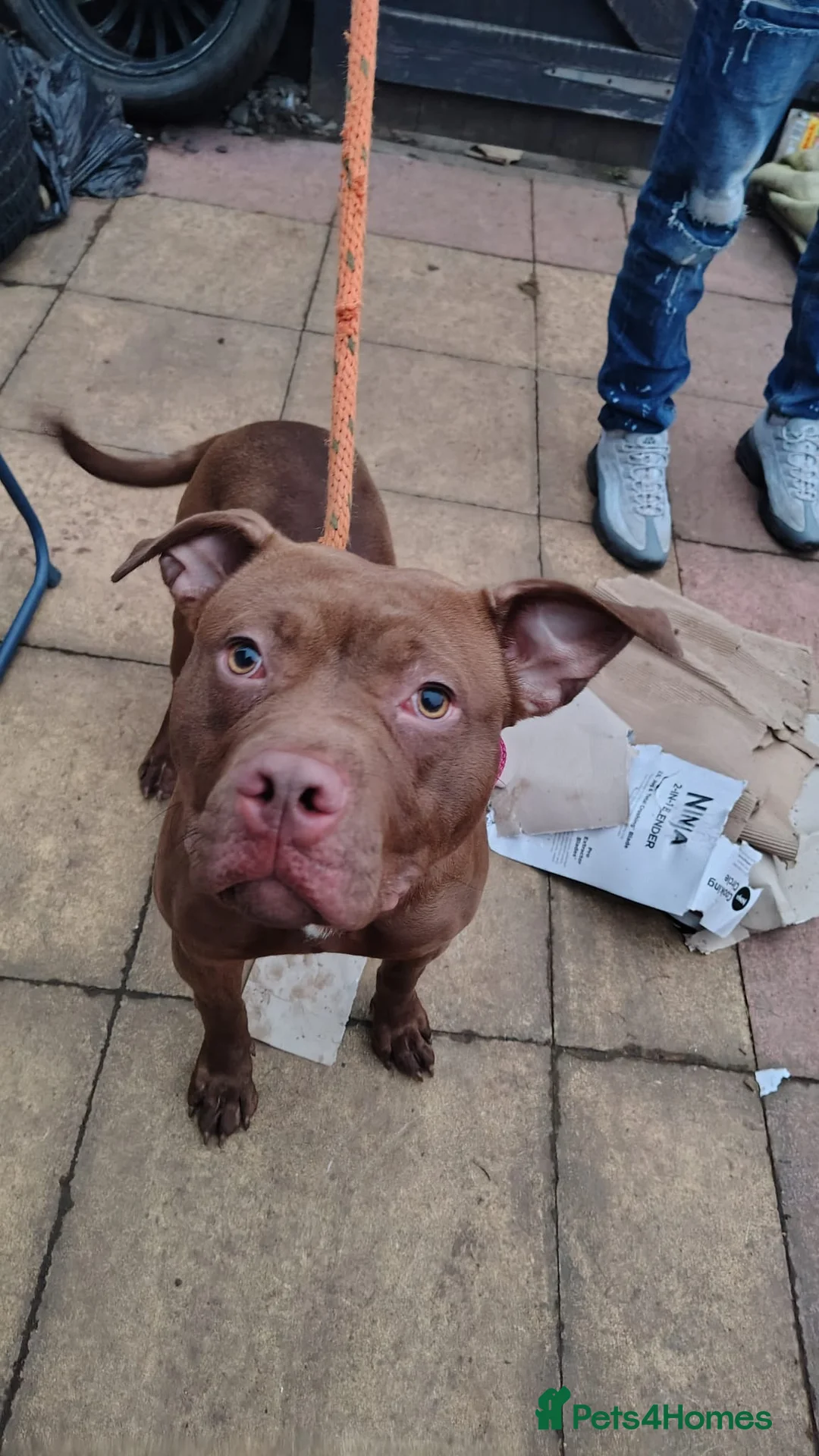 Staffordshire Bull Terrier dogs for sale: Lively and lovable Staffy girl, aged 3,  - Advert 6