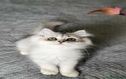 Persian cats for sale: Persian Chinchilla Kittens ready for Loving Homes! - Image 14