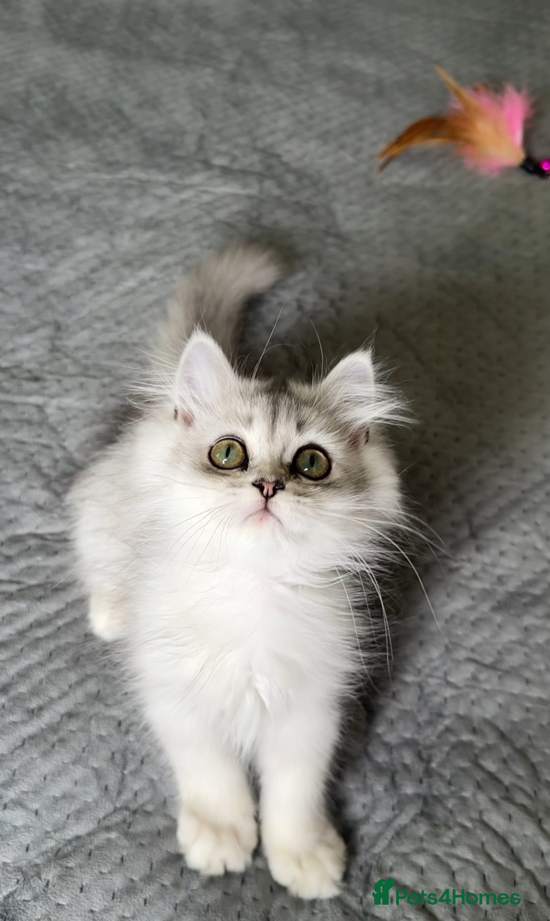 Persian cats for sale: Persian Chinchilla Kittens ready for Loving Homes! - Image 14