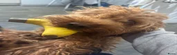 Cockapoo dogs for sale: Male cockapoo  in Hailsham - Advert 3