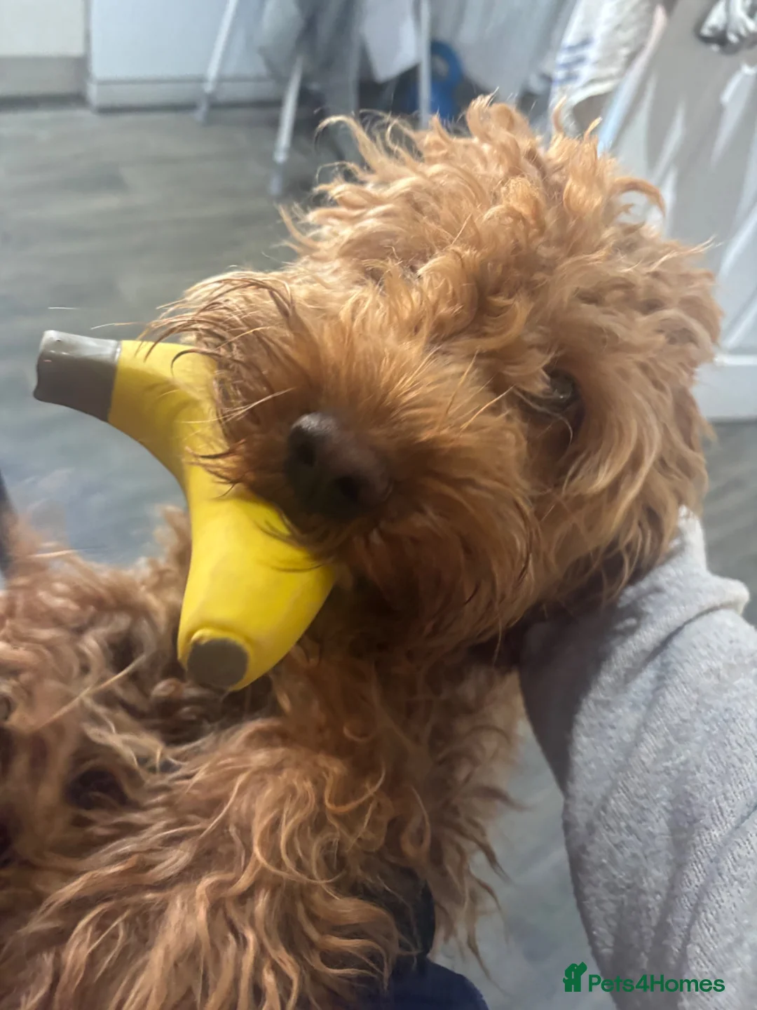 Cockapoo dogs for sale: Male cockapoo  in Hailsham - Advert 3
