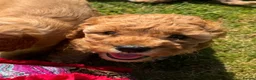 Cavapoo dogs for sale: Dog Trainer’s Cavapoo fur babies   - Advert 3