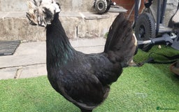 Chickens poultry for sale: Polish laying Hen for sale - Image 3