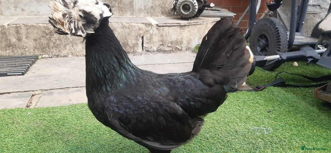 Chickens poultry for sale: Polish laying Hen for sale - Image 3