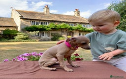 Italian Greyhound dogs for sale: Italian greyhound puppies KC reg. European lineage - Image 20