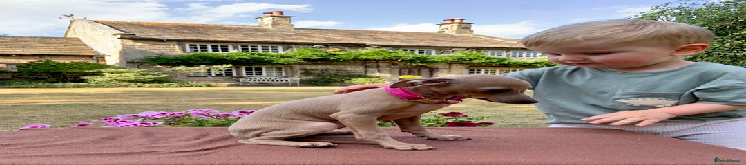 Genevieve Velvethound