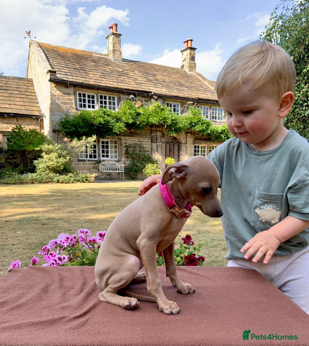 Italian Greyhound dogs for sale: Italian greyhound puppies KC reg. European lineage - Image 20