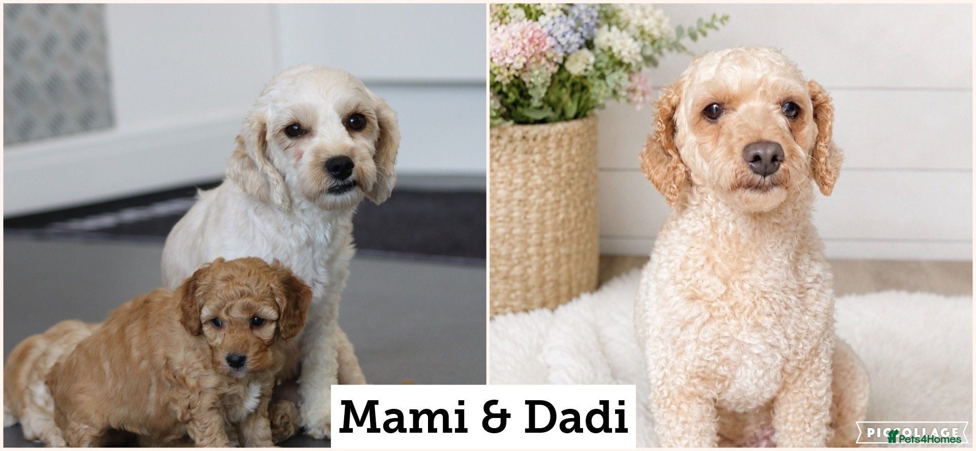 Cavapoochon dogs CAVAPOOCHON PUPPIES FOR SALE - Advert 2