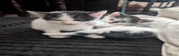 Domestic Shorthair cats for sale: 2 Male Kittens - Advert 2