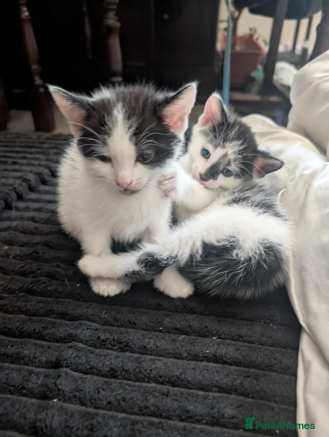 Domestic Shorthair cats for sale: 2 Male Kittens - Advert 2