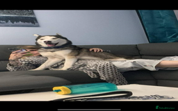 Siberian Husky dogs for sale: Siberian husky puppy - Image 5