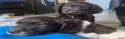 Sprocker dogs for sale: 🐶💕Beautiful Sprocker puppies for sale! 💕🐶 - Advert 16
