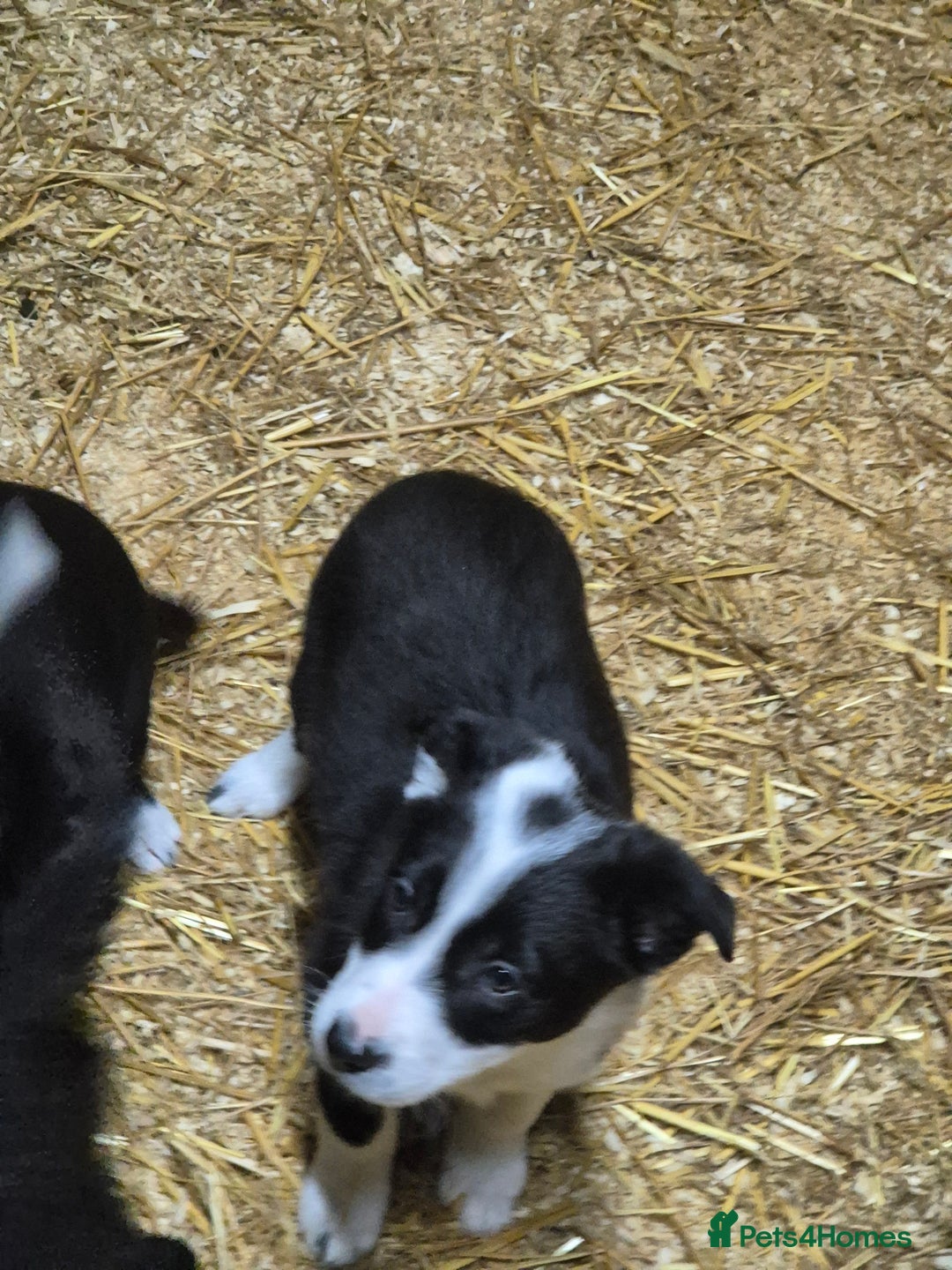 Border Collie dogs for sale: Beautiful border collie pups needing homes - Advert 6