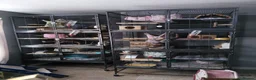Chinchilla rodents for sale: Various chins for sale  - Advert 7