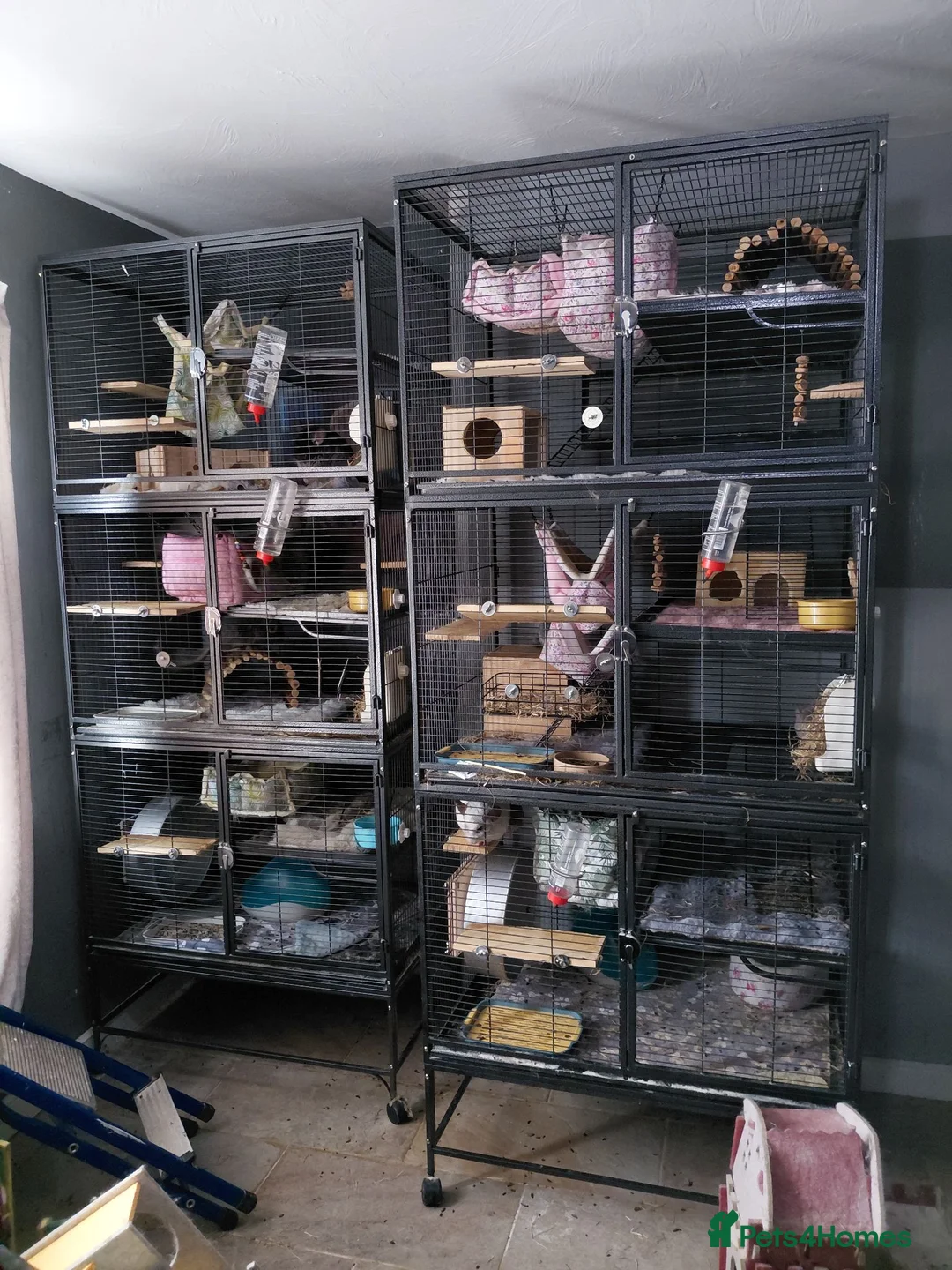 Chinchilla rodents for sale: Male kit ready to leave  - Advert 7