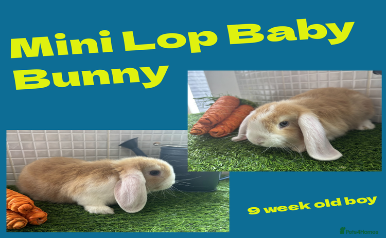 Mini Lop rabbits - Advert 6