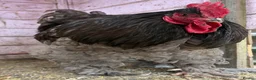 Chickens poultry for sale: Rare Breed Cochin pair. Unrelated  - Advert 2