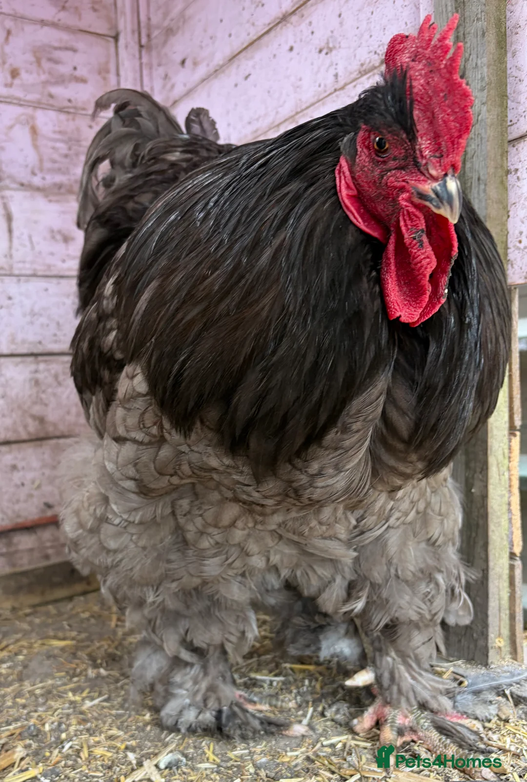 Chickens poultry for sale: Rare Breed Cochin pair. Unrelated  - Advert 2
