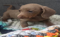 Dachshund dogs for sale: Miniature dachshund puppies  - Image 15