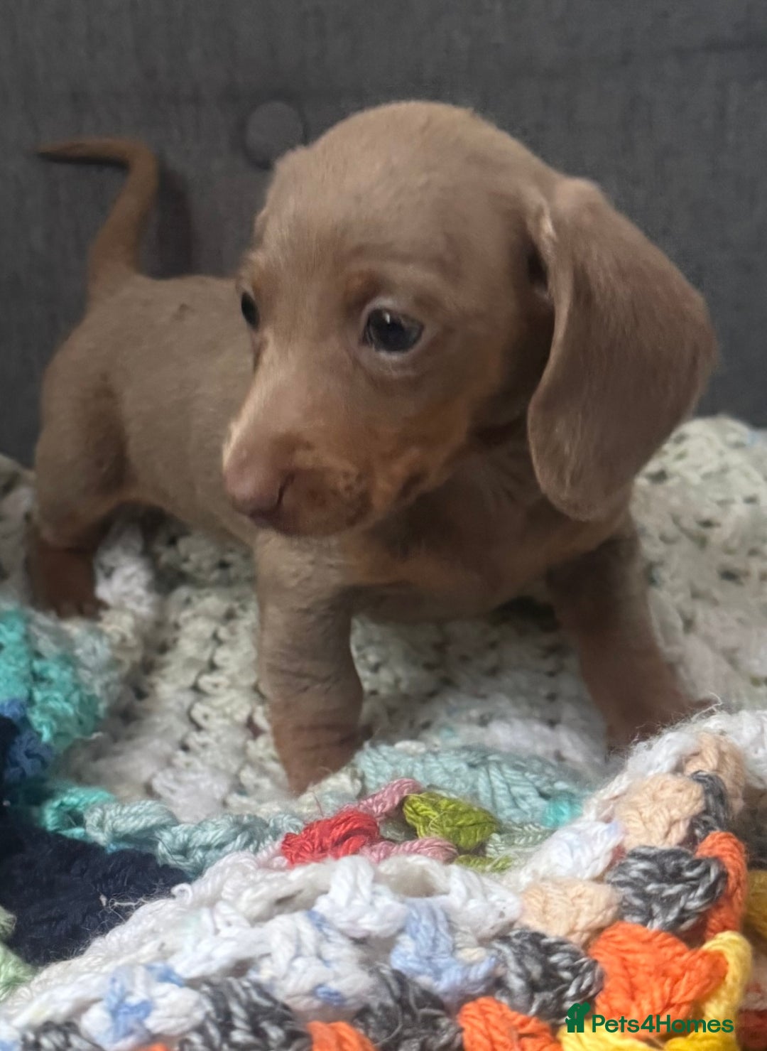 Dachshund dogs for sale: Miniature dachshund puppies  - Image 15