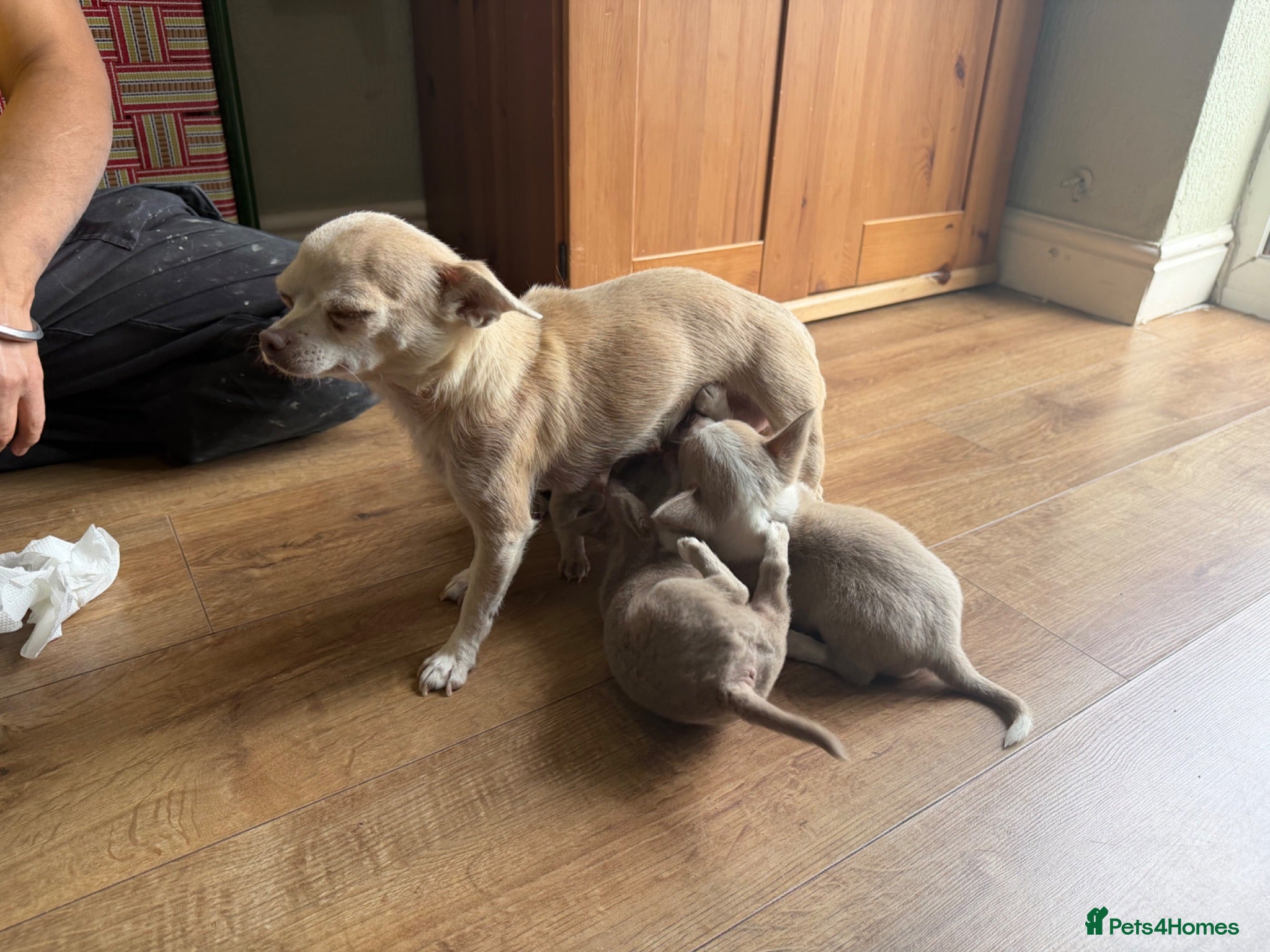 Chihuahua dogs Lilac chihuahua puppies for sale  3male 1 female  - Advert 2