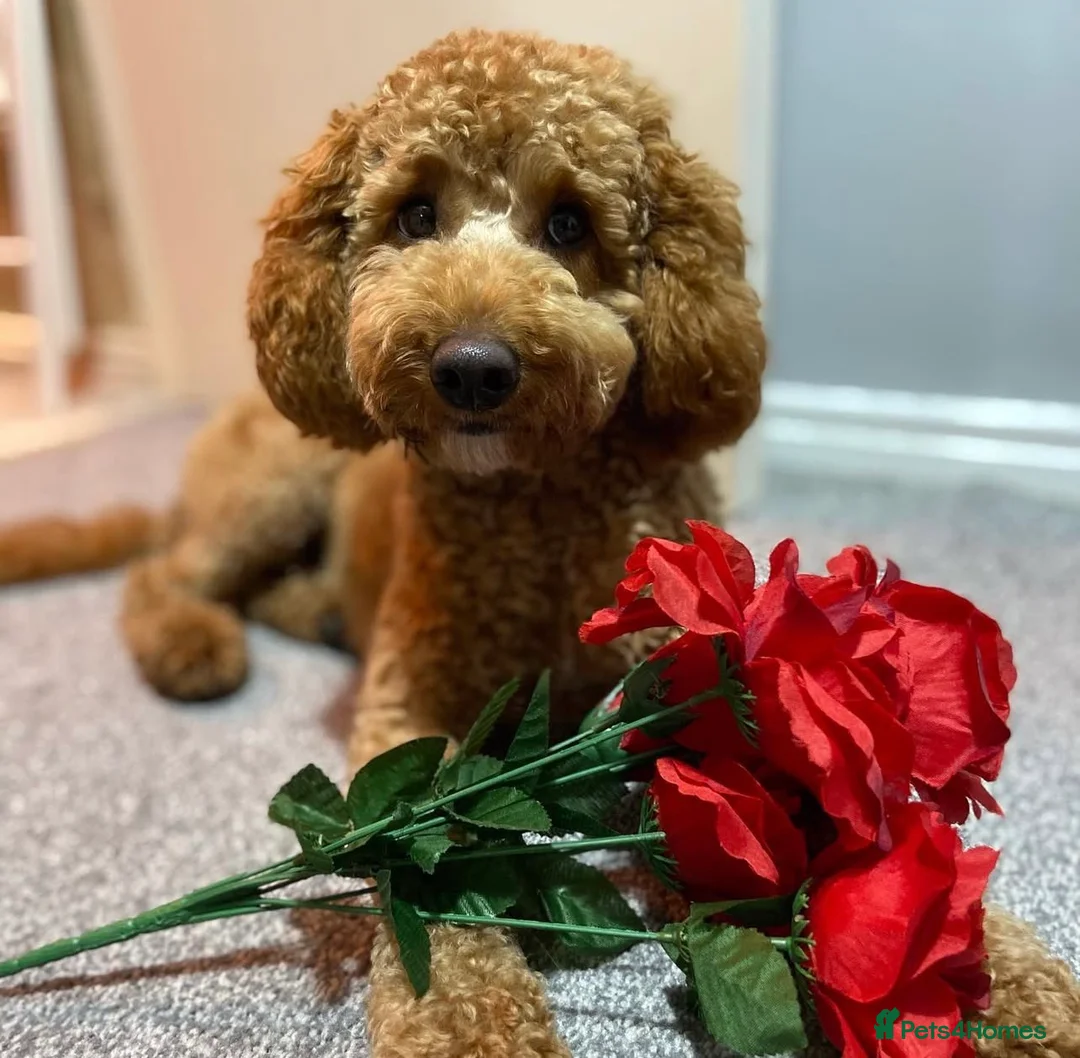 Cavapoo dogs for sale: Beautiful Cavapoo puppies for sale  in Wallasey - Advert 11