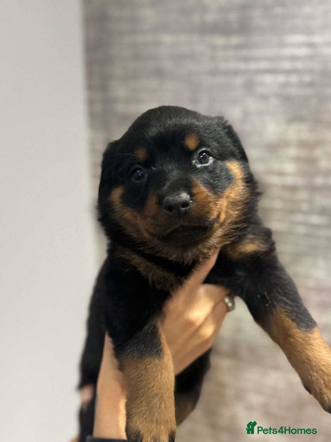 Rottweiler dogs for sale: Rottweiler Puppies - Advert 8